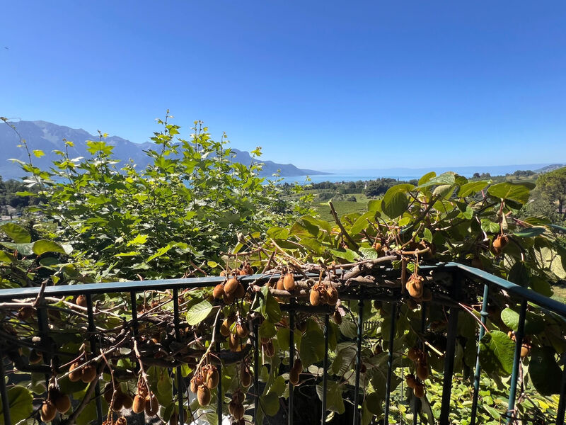 Vigneronne, Vigne
