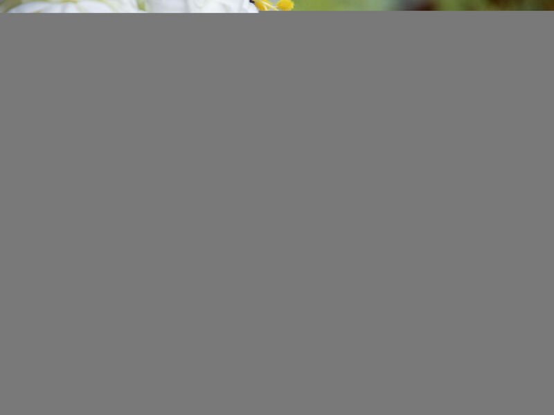 Le Katanga