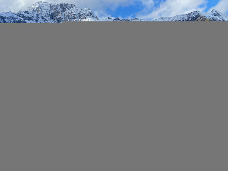 Alpenrose