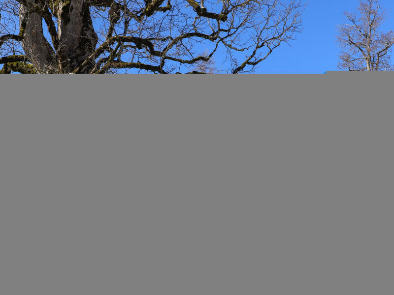 Chalet Ahorni