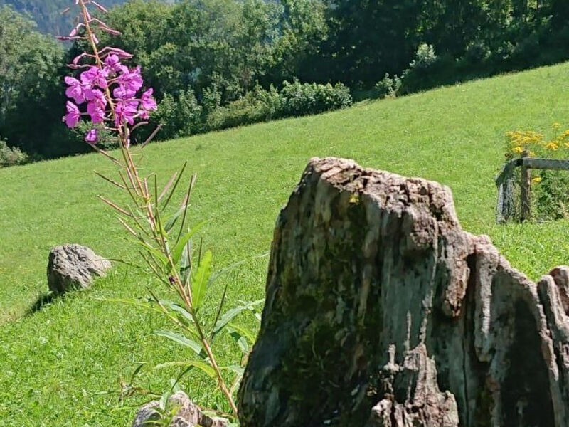 Alpen-Paradies