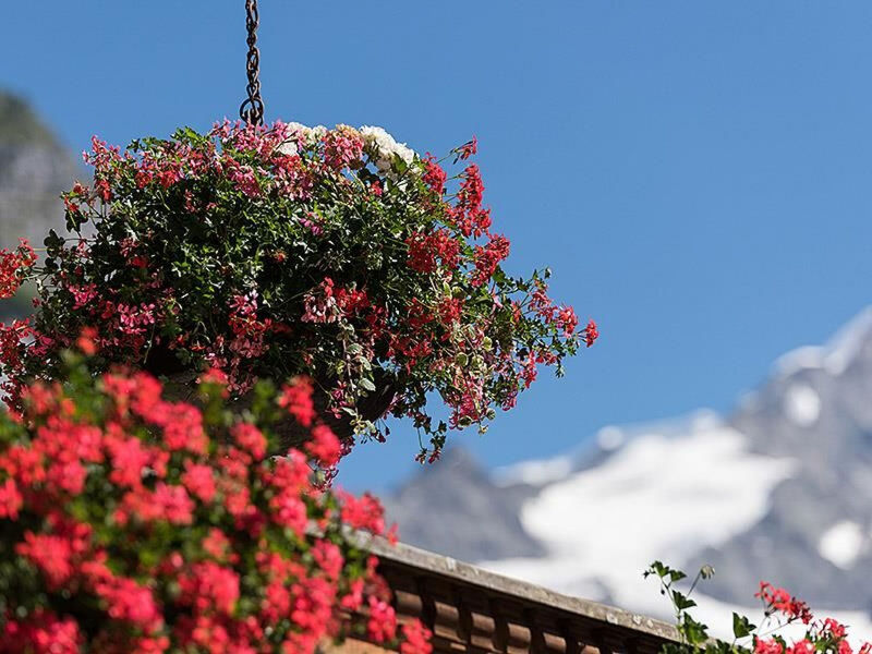 Grindelwald Zwygarte