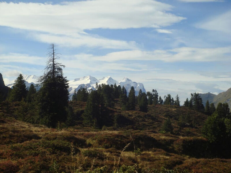 Alphütte Gental - Haslital
