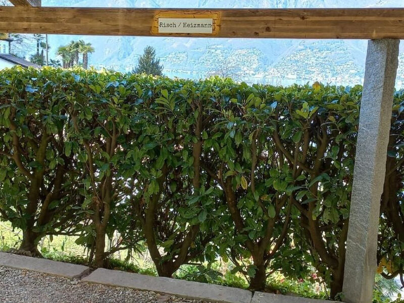 Aranciarosa