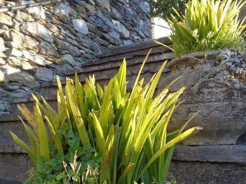 Casa Fiore