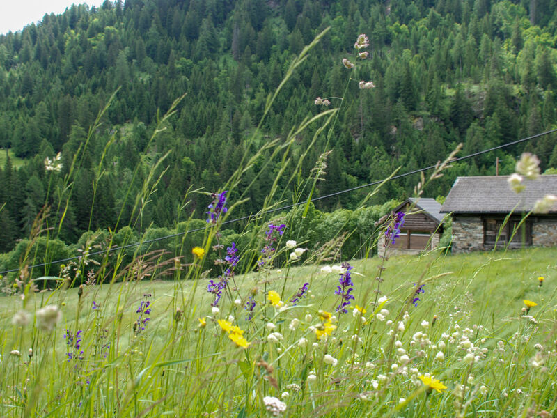 Rustico Enrico