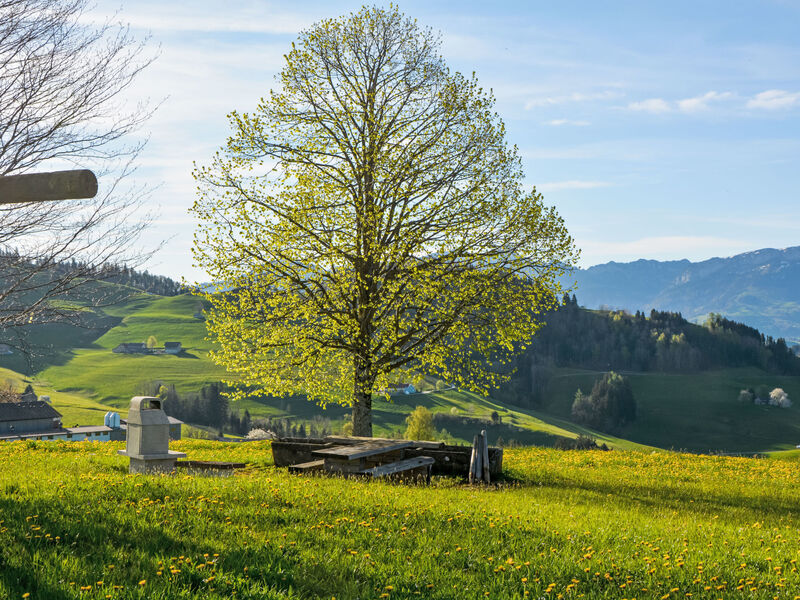 Alpsteinblick