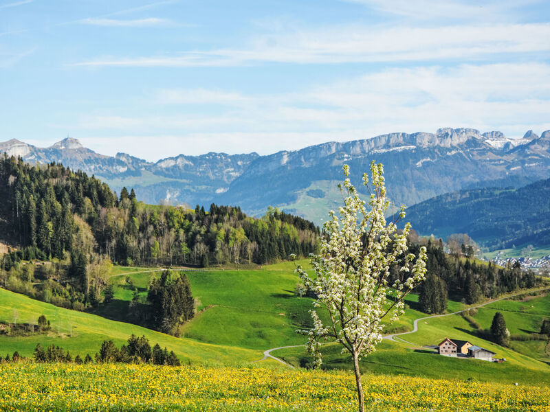 Alpsteinblick