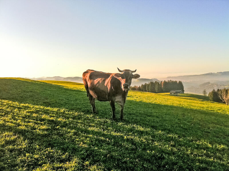 Alpsteinblick