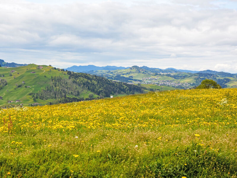 Alpsteinblick