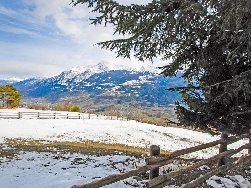 Marmotte