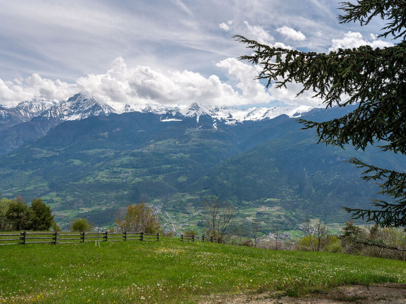 Marmotte