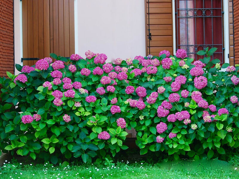 inmitten von Blumen N.2