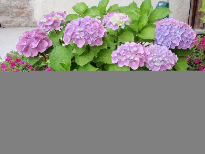 Traumhafter Rustico direkt am Ufer des Gardasees