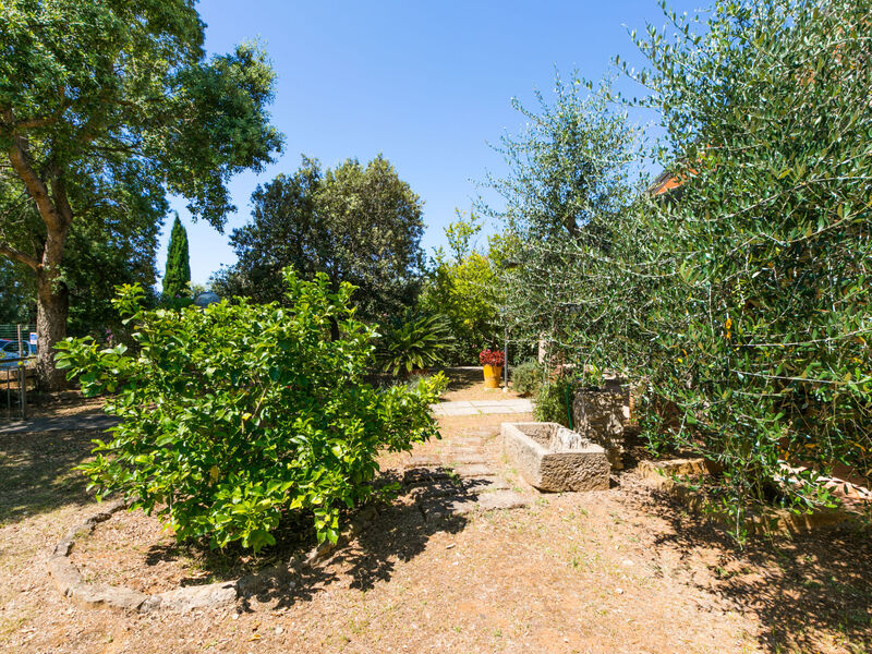 Oliveta 1