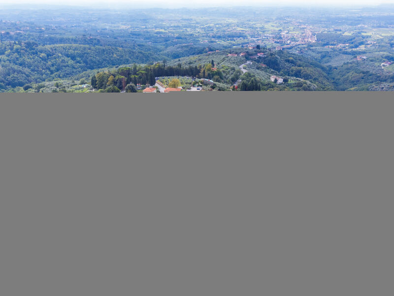 Agrifoglio