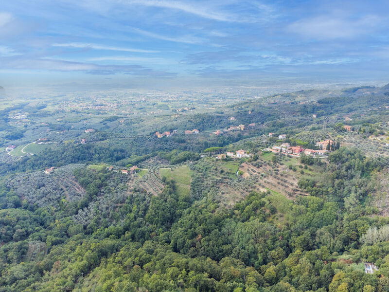 Agrifoglio