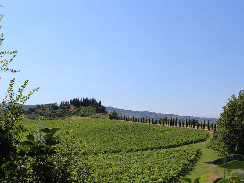 Vineyard View