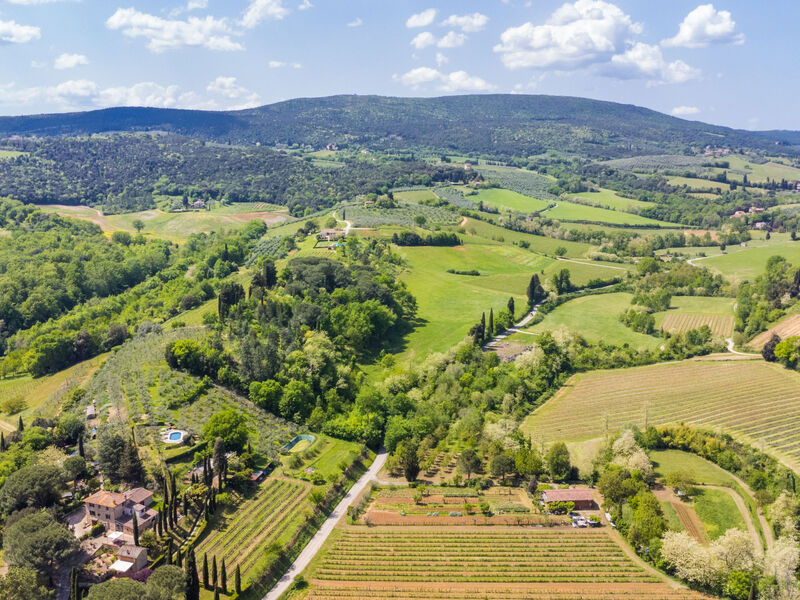 Il Sangiovese