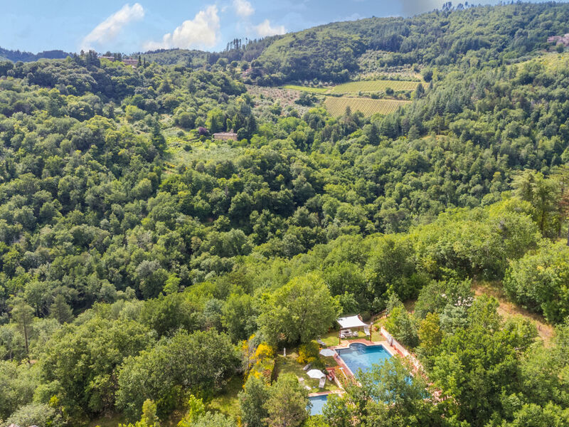 Il Cinghiale