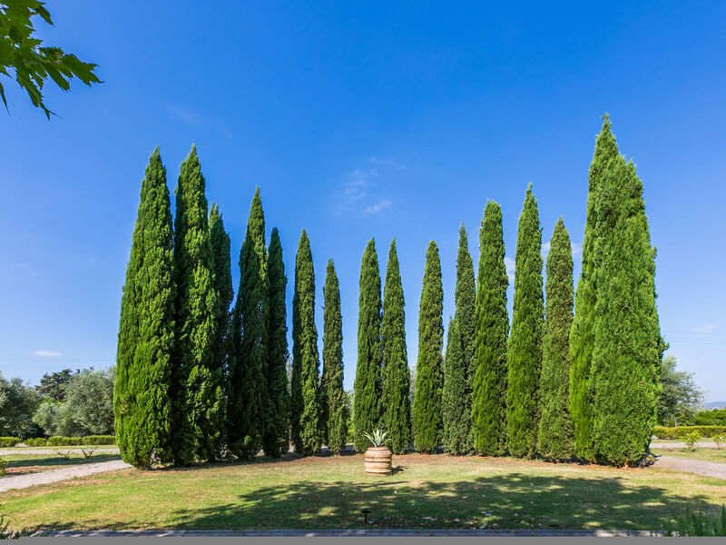 Quercia Alta
