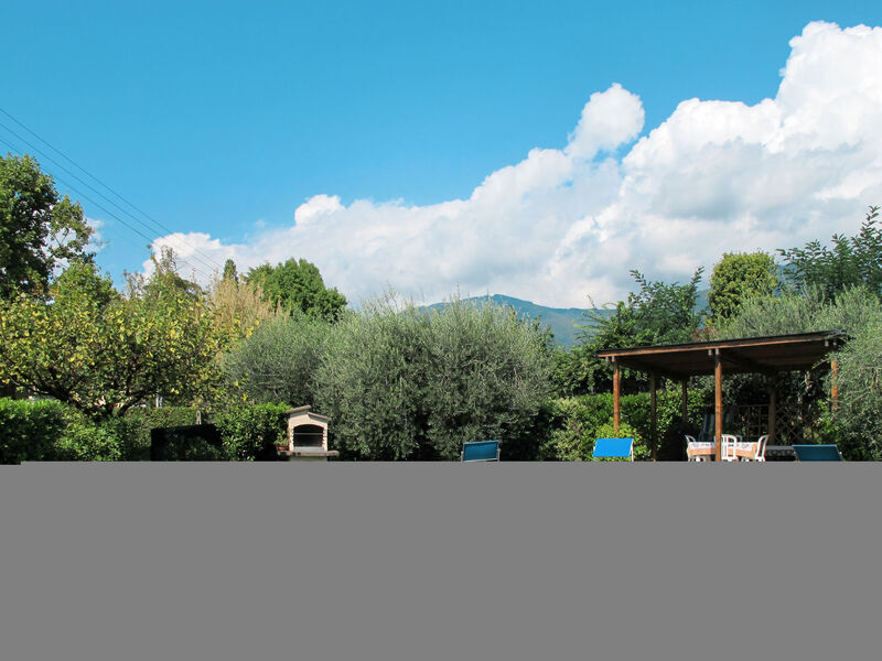 Agrifoglio