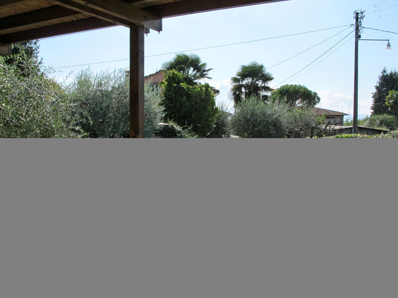 Agrifoglio
