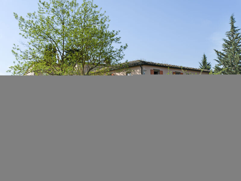 Mimosa