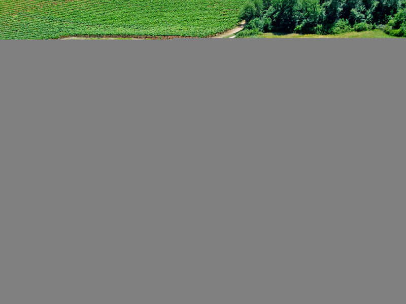 Fattoria Petraglia