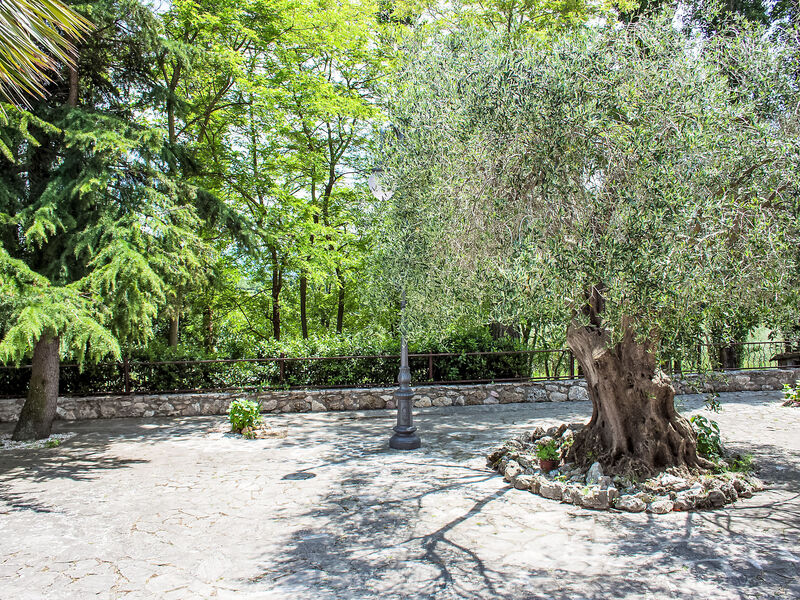 Olivo secolare