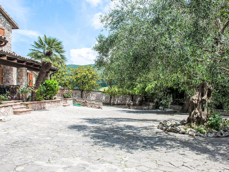 Olivo secolare