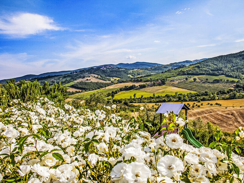 Allerona