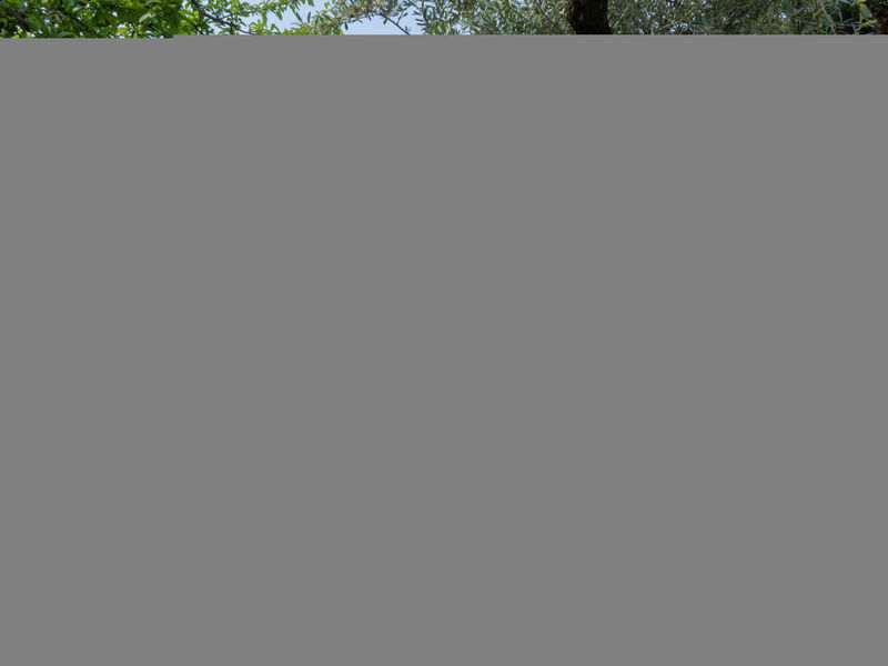 Olive Grove Sabina