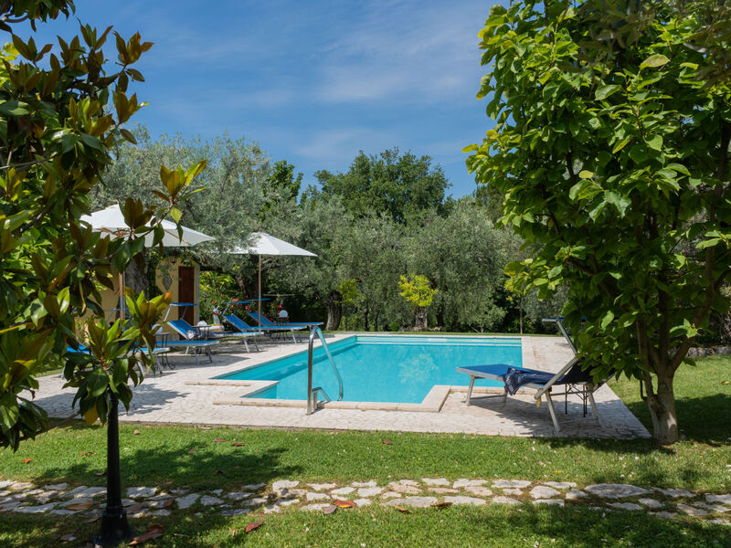 Olive Grove Sabina
