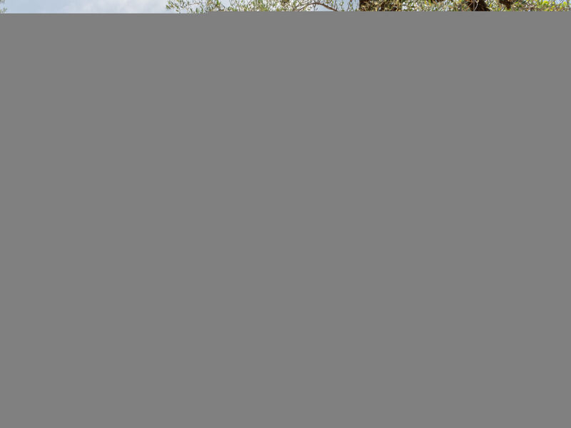 Olive Grove Sabina