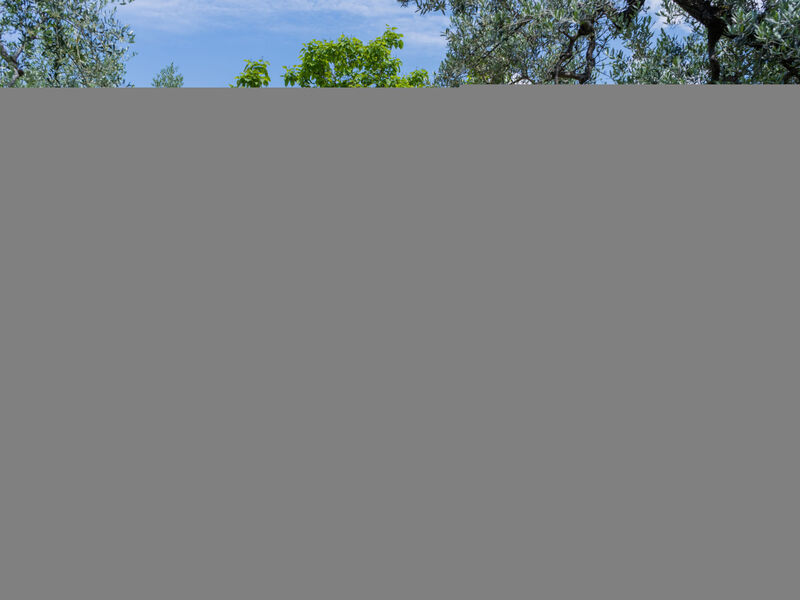 Olive Grove Sabina