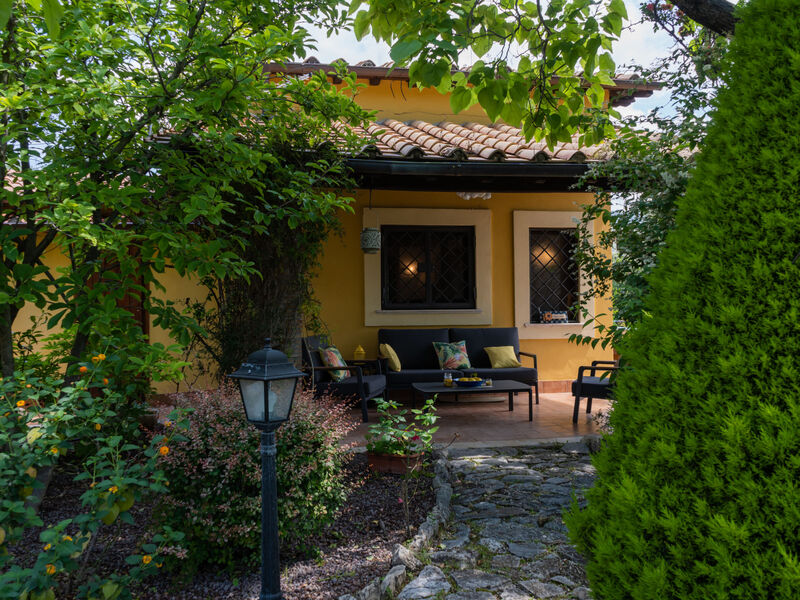 Olive Grove Sabina