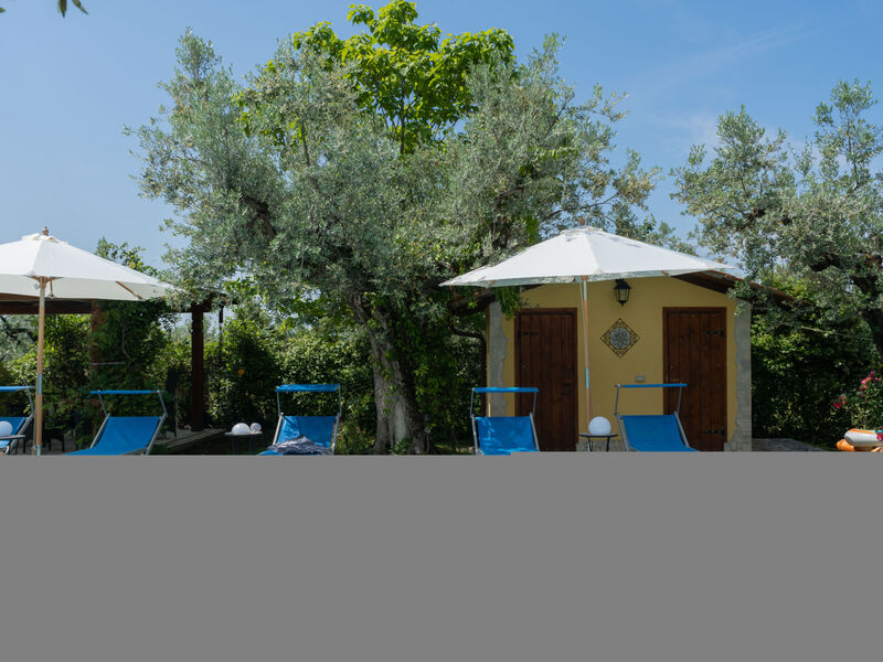 Olive Grove Sabina