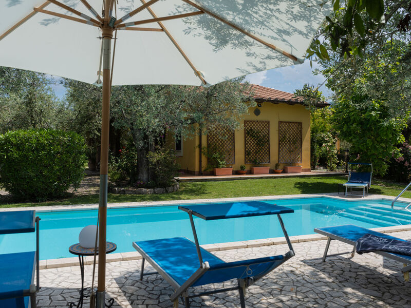 Olive Grove Sabina
