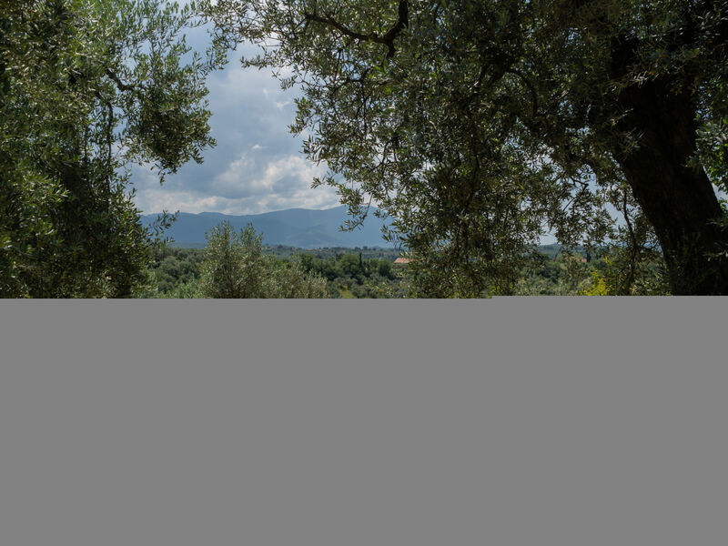 Olive Grove Sabina