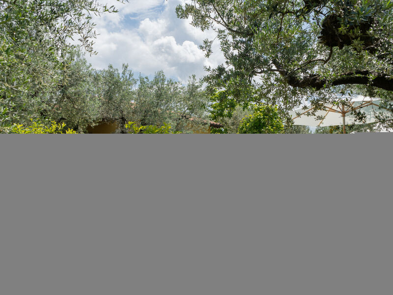 Olive Grove Sabina