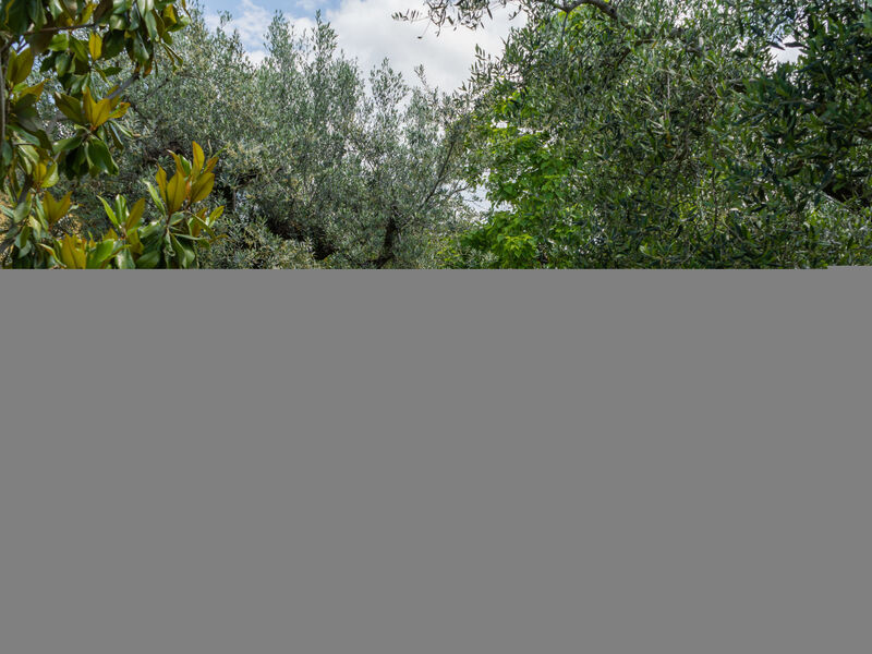 Olive Grove Sabina