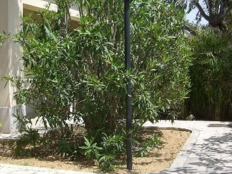 La Perla 9