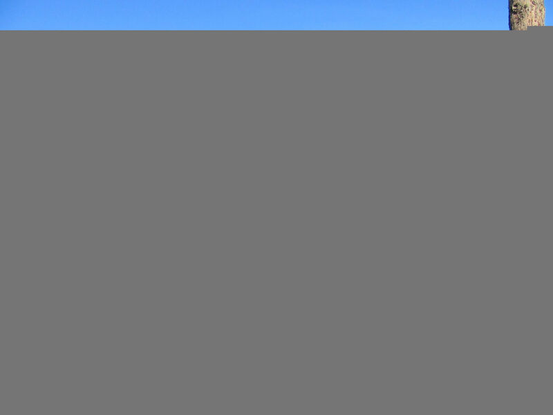 quadri blue