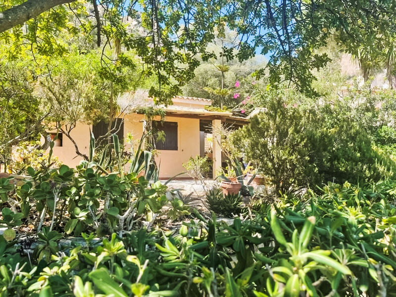 Pellicano