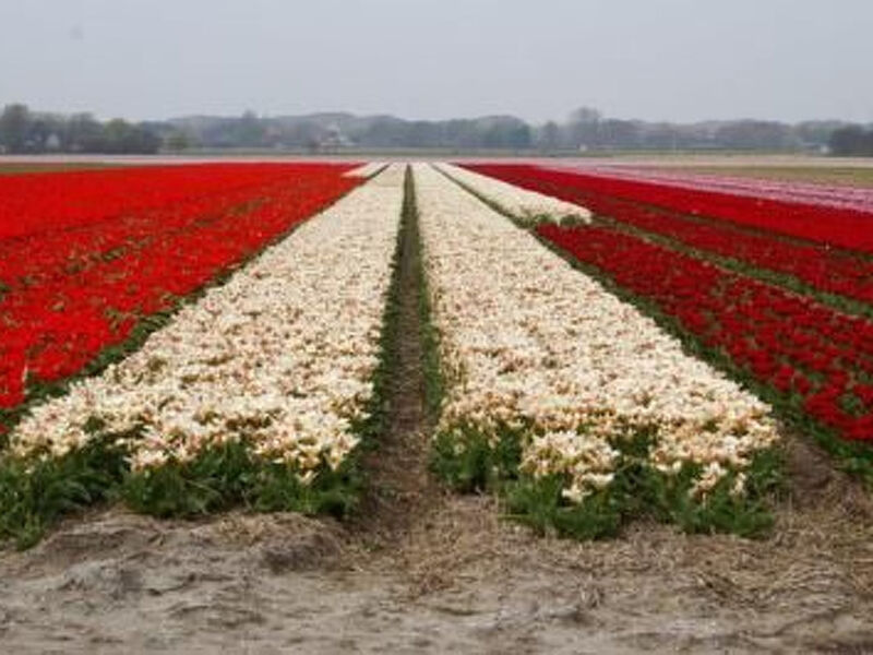 Objekt NL1931.649