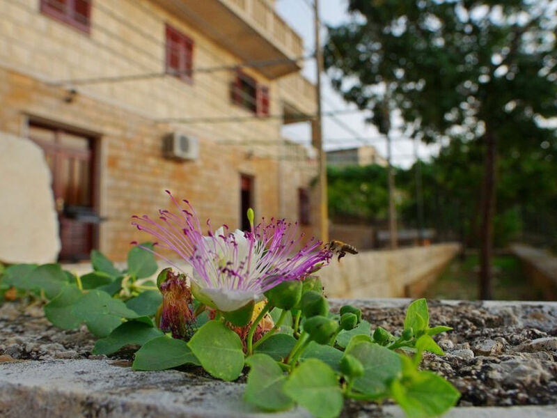 Apartmán Damira