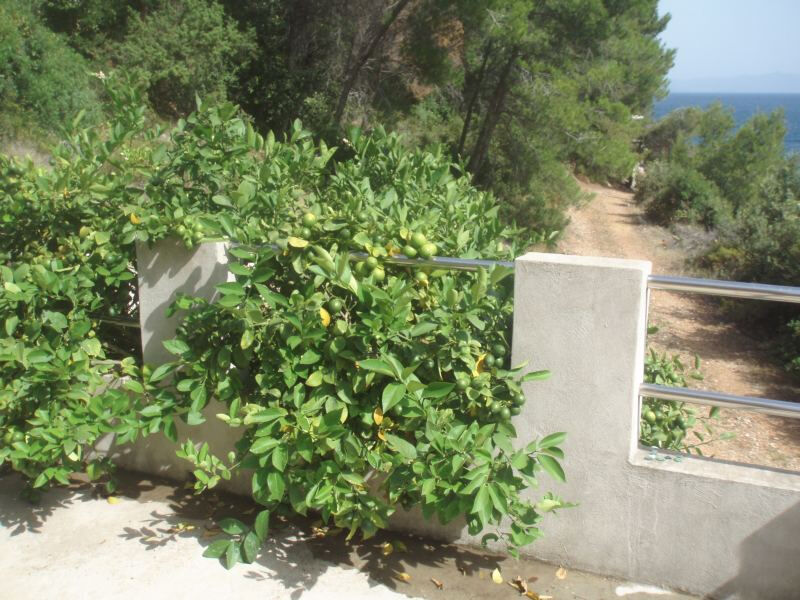 Robinzonáda Medea