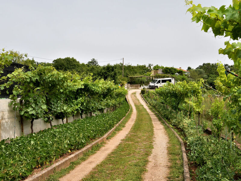 Robinzonáda 1355-5229