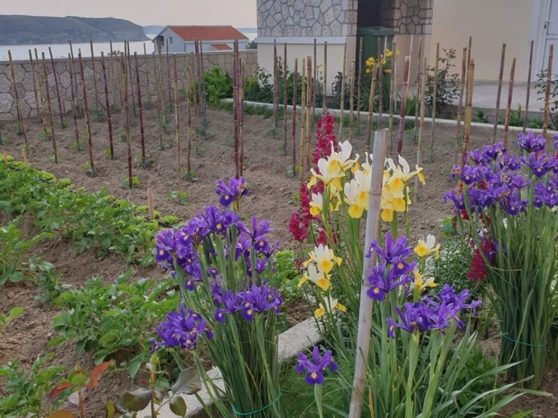 Apartmány 1355-6074